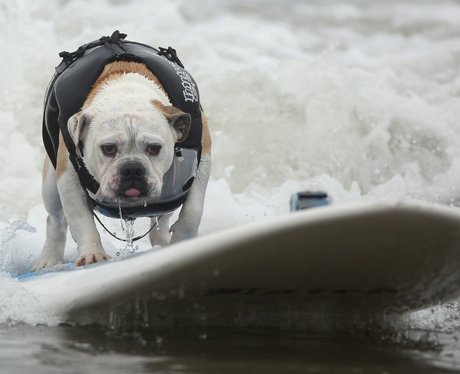 surfing dogs