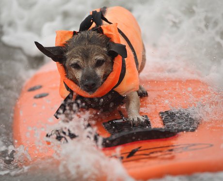 surfing dogs
