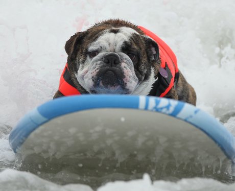 surfing dogs