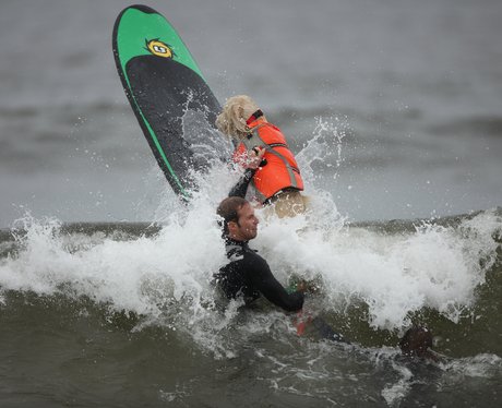 surfing dogs