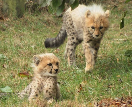 Colchester Zoo Cheetah Cubs - Cheetah Cubs Explore Colchester Zoo ...