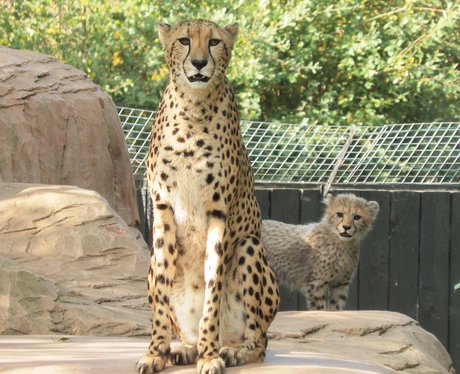 Colchester Zoo Cheetah Cubs