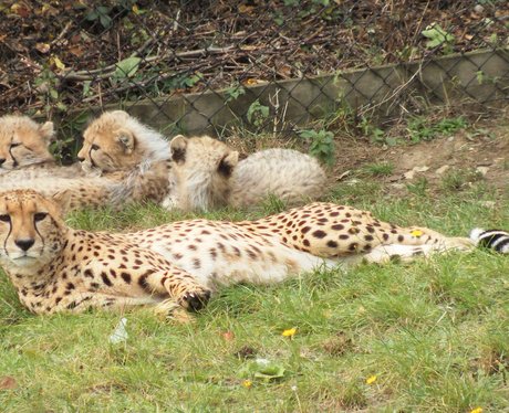 Colchester Zoo Cheetah Cubs