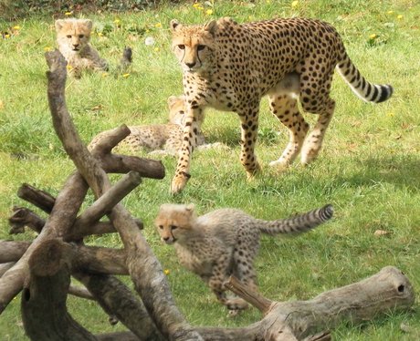 Colchester Zoo Cheetah Cubs