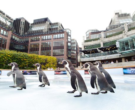 Perfect ice-rink testers