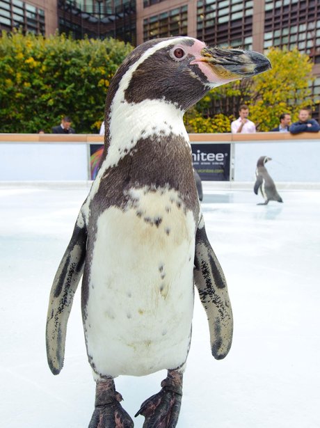 Perfect ice-rink testers