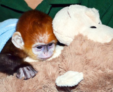 Baby monkey at London Zoo