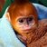 Image 4: Baby monkey at London Zoo