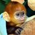Image 2: Baby monkey at London Zoo