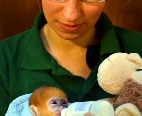 Baby monkey at London Zoo