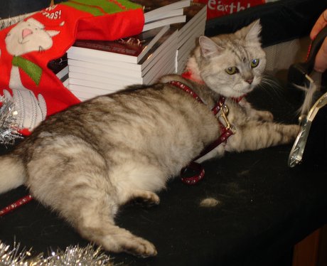 Smokey The Cat