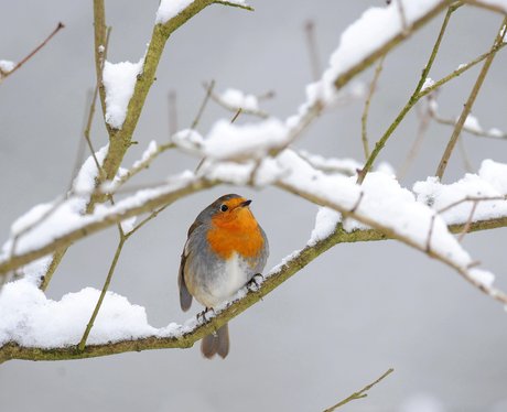 Christmas gallery