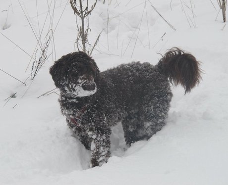 Labradoodle puppy plays in the snow