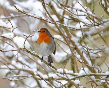 Christmas gallery