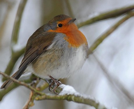 winter wonderland