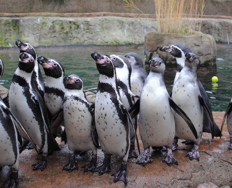 Colchester Zoo