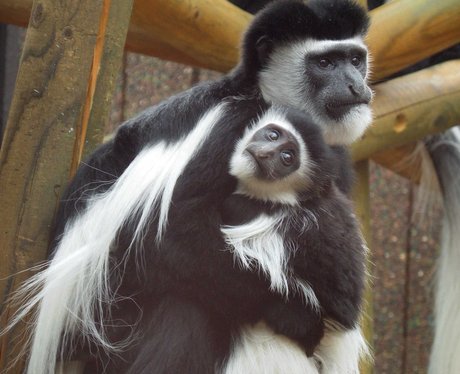 Colchester Zoo