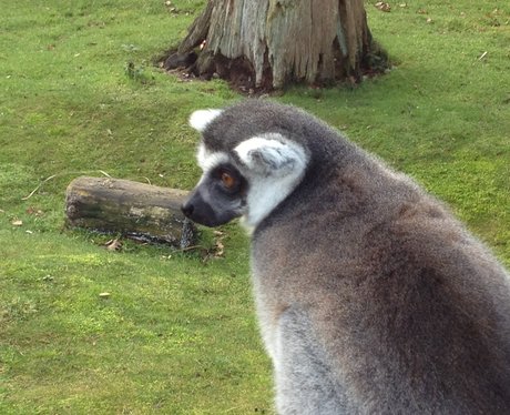 Whipsnade Zoo
