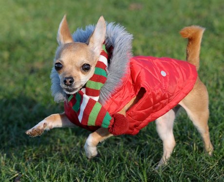 Best Dressed Dog Rocky