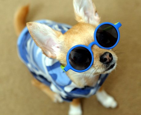 Best Dressed Dog Rocky