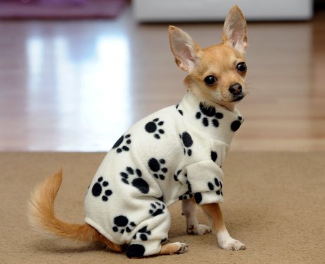 Best Dressed Dog Rocky