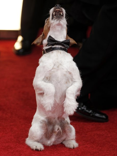 Uggie on the red carpet