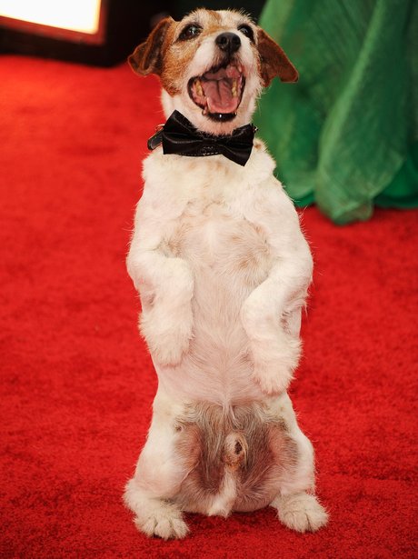 Uggie on the red carpet