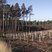 Image 6: Swinley Forest replant