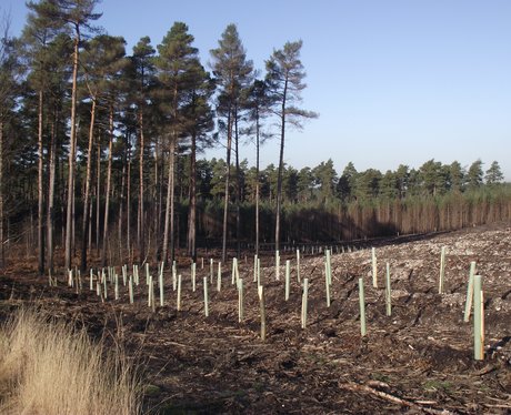 Swinley Forest replant