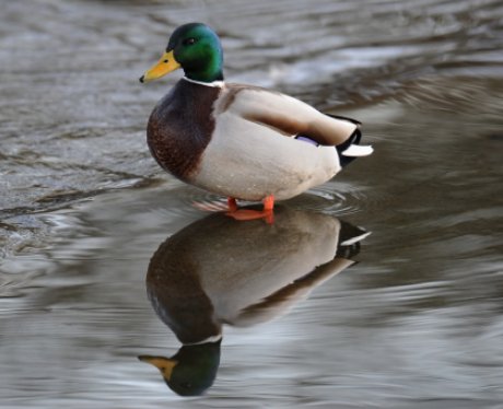 Duck on frozen lake