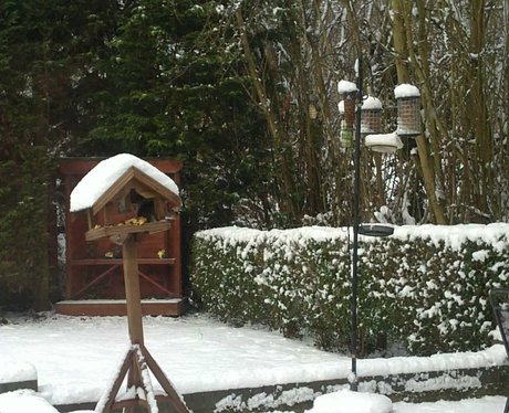 Northampton Birds in the snow
