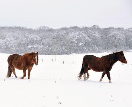 Snowy Essex