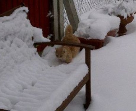 Snowy Essex