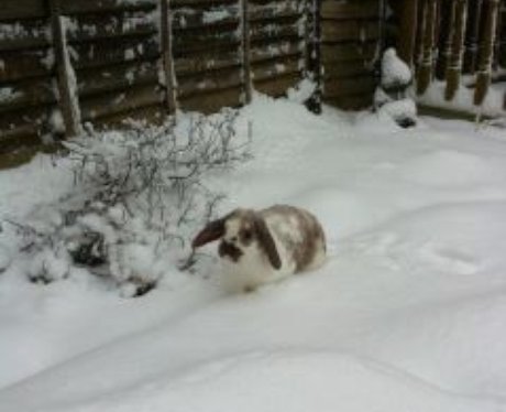 Snowy Essex