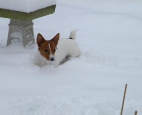 Snowy Essex