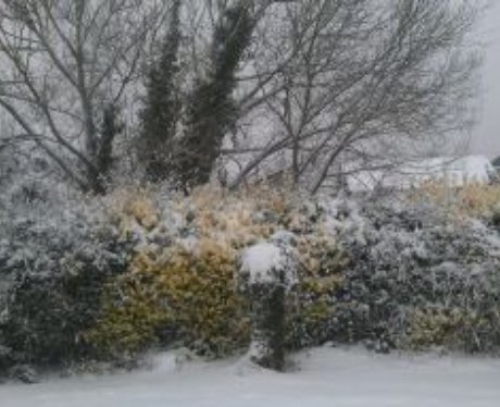 Snowy Essex