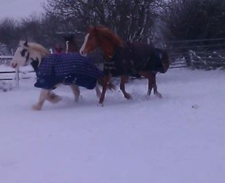 Snowy Essex