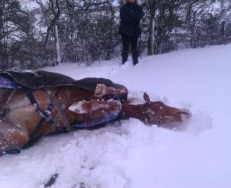Snowy Essex