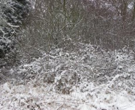 Snowy Essex