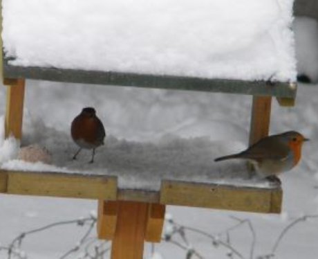 Snowy Essex