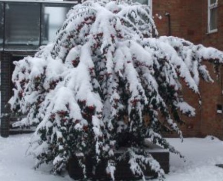 Snowy Essex