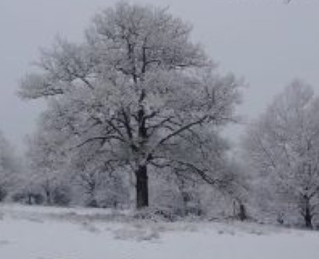Snowy Essex: Your Pics