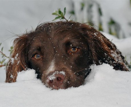 Snowy Essex