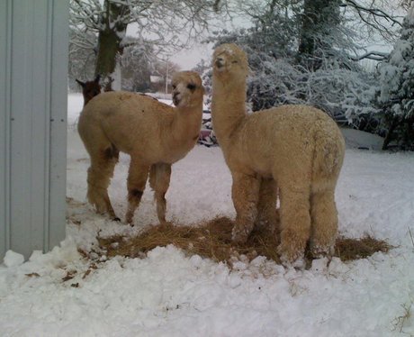 snow photos