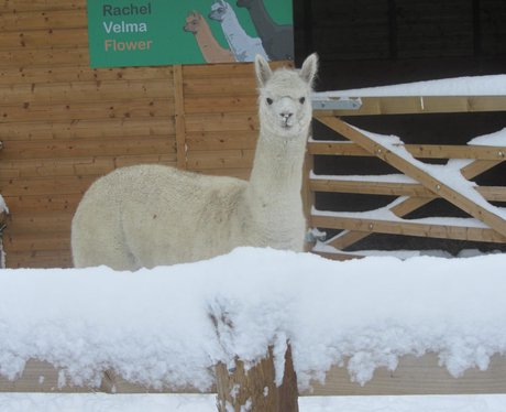 snow photos