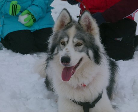 snow photos