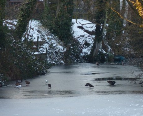 Snowy Essex