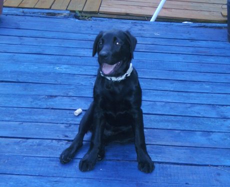 Daleside Pet Pics Competition