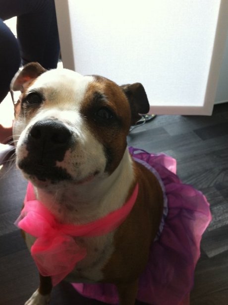 Daleside Pet Pics Competition