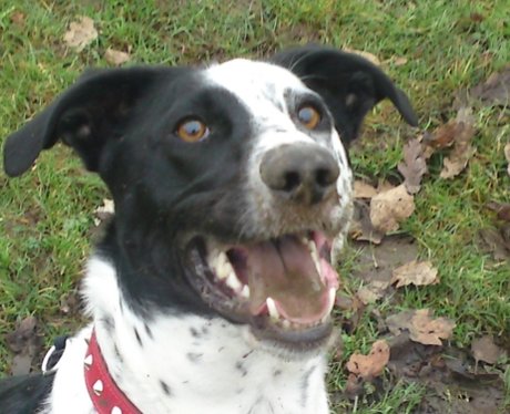 Daleside Pet Pics Competition